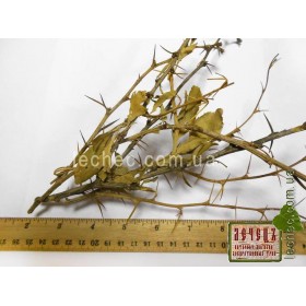 Барбарис обыкновенный побеги (Berberis vulgaris) 