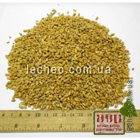 Пшеница мягкая семена для проращивания