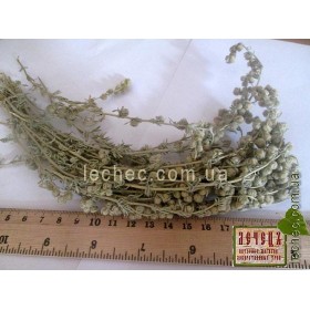 Лапчатка серебристая трава (Potentilla argentea)
