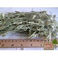 Ясколка полевая/ луговая трава (Cerastium arvense)