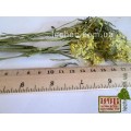 Желтушник серый трава (Erysimum canescens)