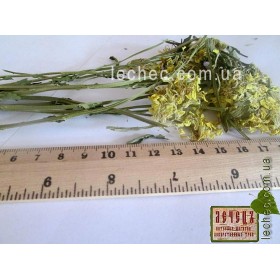 Желтушник серый трава (Erysimum canescens)