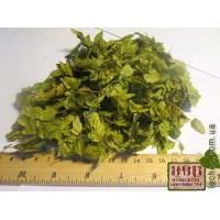 Граб обыкновенный цвет женский (Carpinus betulus)