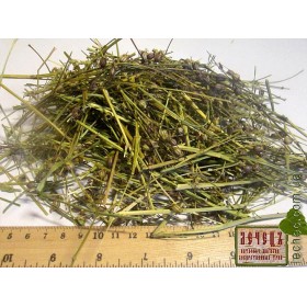 Коронария, кукушкин цвет, трава (Lychnis flos-cuculi)