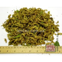Граб обыкновенный цвет мужской (Carpinus betulus)