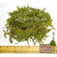 Туя западная хвоя (Thuja occidentalis)